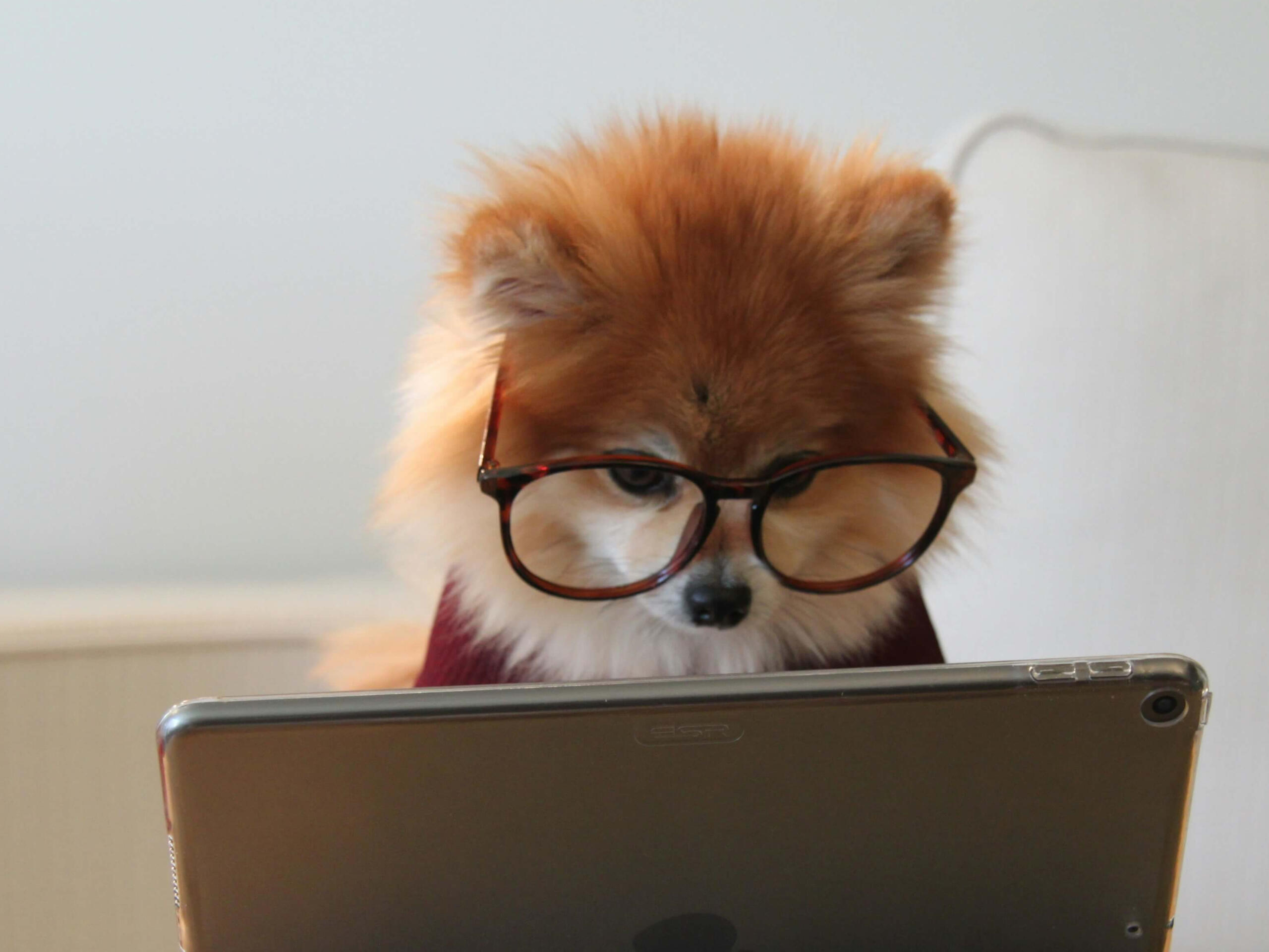 Fun, approachable English lessons for students of all ages – with CraftESL Cute dog with glasses looking at the camera, reinforcing a friendly and modern online English learning experience